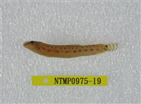 藏品(中華鰍)的圖片